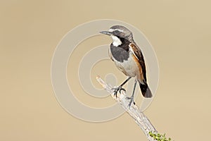 Capped wheatear perched on a branch