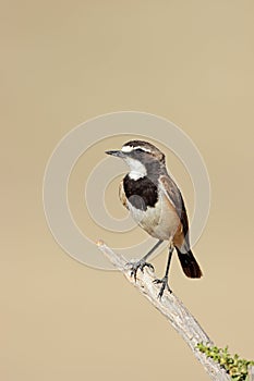 Capped wheatear perched on a branch