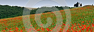 Cappella Di Vitaleta or Vitaleta Chapel near Pienza in Tuscany. Beautiful field of red poppies and the famous Chapel on background