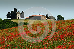 Cappella Di Vitaleta or Vitaleta Chapel near Pienza in Tuscany. Beautiful field of red poppies