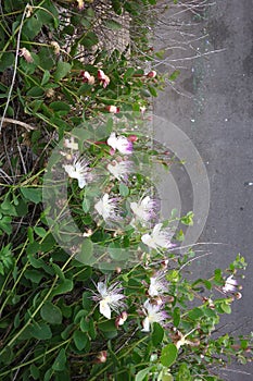 Capper flowers ,Capparis spinosa