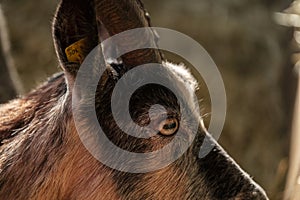 Capra aegagrus hircuCapra aegagrus hircus close-up photography, goat face macro image