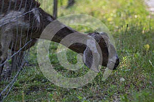 Capra aegagrus hircus Anglo-nubian goat funny farm animal with cool long ears and brown hair on pasture