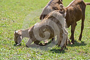 Capra aegagrus hircus Anglo-nubian goat funny farm animal with cool long ears and brown hair on pasture