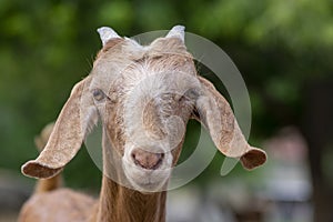 Capra aegagrus hircus Anglo-nubian goat funny farm animal with cool long ears and brown hair on pasture