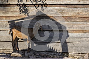 Capra aegagrus hircus Anglo-nubian goat funny farm animal with cool long ears and brown hair in shelter shadow