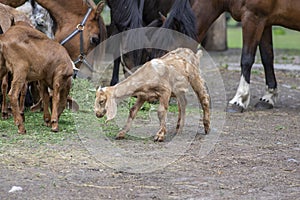 Capra aegagrus hircus Anglo-nubian goat funny farm animal with cool long ears on pasture with horses