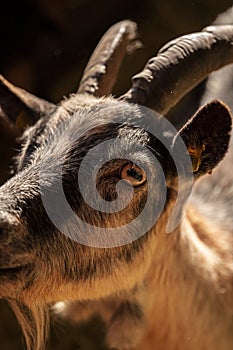 Capra aegagrus hircus close-up photography, goat face macro image