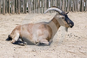 Capra aegagrus hircus domestic goat
