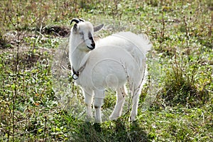Capra aegagrus hircus, Goat.