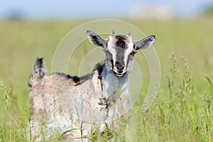 Capra aegagrus hircus, Goat.