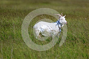 Capra aegagrus hircus, Goat.