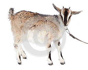 Capra aegagrus hircus, Goat.