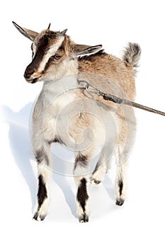 Capra aegagrus hircus, Goat.