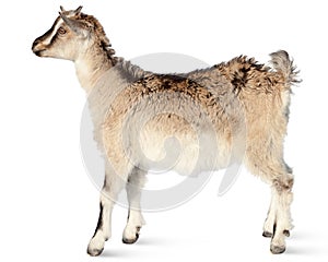 Capra aegagrus hircus, Goat.