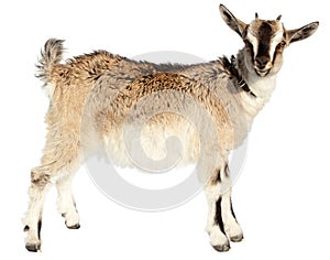 Capra aegagrus hircus, Goat.