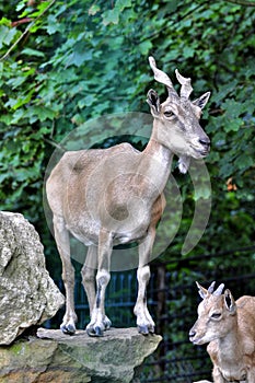 Capra falconeri heptneri