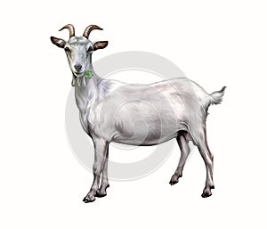 Capra hircus Domestic Goat