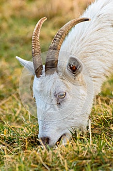 Capra hircus A goat grazing in a meadow