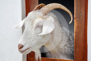 Capra Hircus Goat in Window Stock Photo