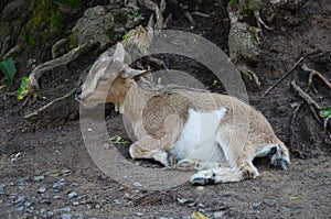 Capra hircus hircus domestico photo