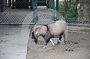 Capra hircus hircus domestico in the zoo photo