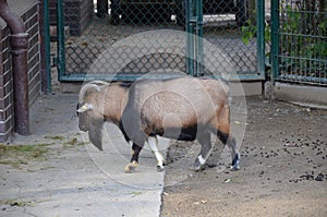 Capra hircus hircus domestico in the zoo