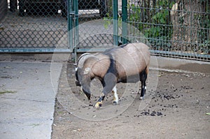 Capra hircus hircus domestico in the zoo