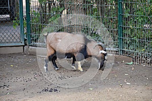 Capra hircus hircus domestico in the zoo photo