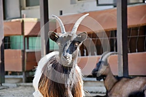 Capra Hircus Profile Valois Goat