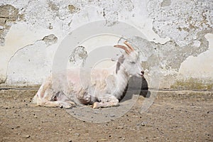 Capra Hircus On Sun Lying Stock Photo