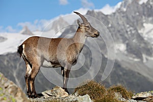 Capra ibex