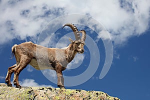 Capra ibex photo