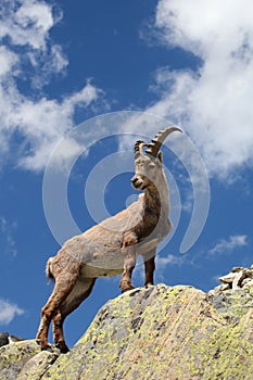 Capra ibex