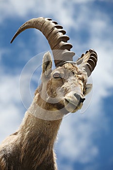 Capra ibex photo