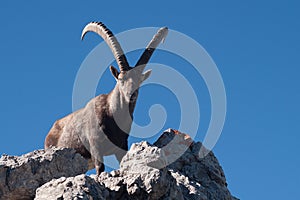 Capra ibex