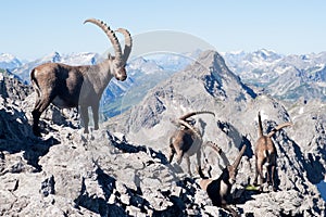 Capra ibex
