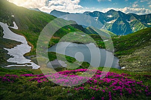 Capra lake and rhododendron bushes in Fagaras mountains, Carpathians, Romania