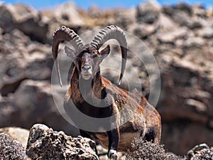Walia ibex, Capra walia , is the rarest ibex, in the Simien Mountains of Ethiopia lives about 500 animals. photo
