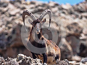 Walia ibex, Capra walia , is the rarest ibex, in the Simien Mountains of Ethiopia lives about 500 animals.