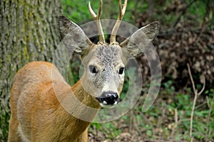 Capreollus capreollus