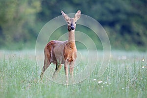 Capreolus capreolus, srnčia zver.