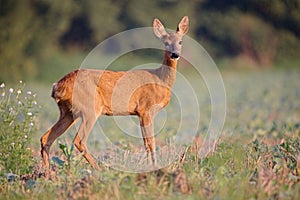 Capreolus capreolus, srnčí zvěř.