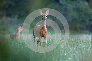 Capreolus capreolus, srnčí zvěř.