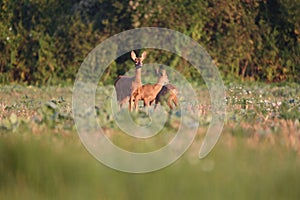 Capreolus capreolus, Roe Deers are standing on the summer meadow