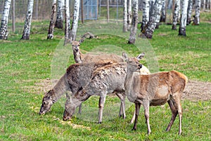 Capreolus capreolus, Roe Deers walking on the meadow at the edge of the forest