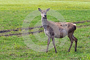 Capreolus capreolus, Roe Deers walking on the meadow at the edge of the forest