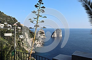 Capri - Agave in fioritura dai Giardini di Augusto