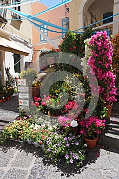 Capri Island, Italy, Flowers