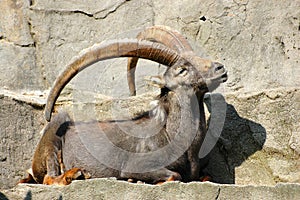 Capricorn